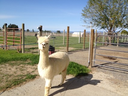 Alpaca For Sale - Daisie Mae at Suncrest Alpacas/where we board our animals